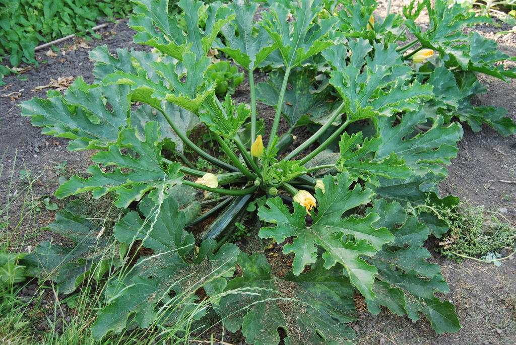 Bed&Brood De Straverdonk Graft Стая снимка